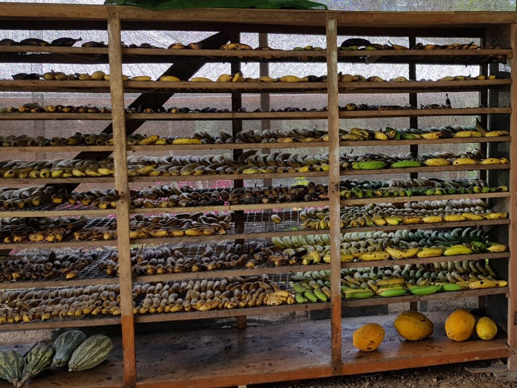 Photo of a very large wooden cabinet with 9 shelves that are full of bananas.