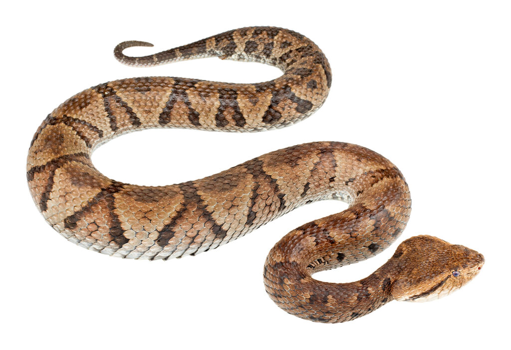 Photo of a fat brown snake with a triangular-shaped head, heat-sensing pits between the eyes and nostrils, an upturned snout, prominent knoblike keels on the dorsal scales, and a dorsal pattern of 12–20 dark X-shaped markings on a brownish (yellowish in some juveniles) dorsum.