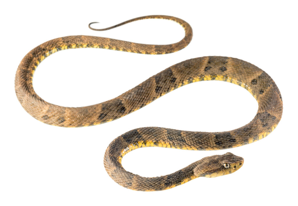 Photo of a snake with a triangular-shaped head with a snout that is not upturned, low keels (longitudinal ridges) on the dorsal scales, heat-sensing pits between the eyes and nostrils, and a faint dorsal pattern of 20–33 pale X-shaped markings on a brownish dorsum