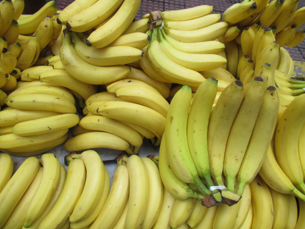 Photo of many bunches of large yellow banans