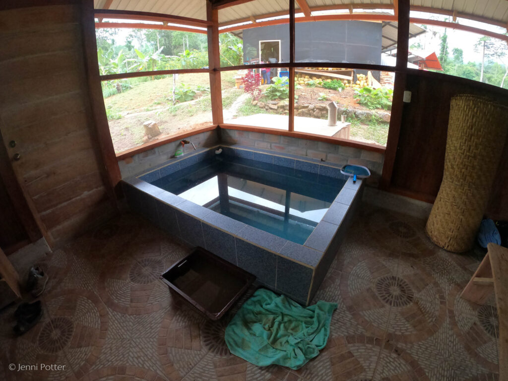 Photo of a large water pool with blue tile. Through the large screened-in windows, behind the pool, we can see a structure, a large pile of coconuts, and lush jungle