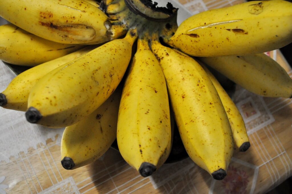 Photo of a bunch of small yellow banans. One of them has begun to split, revealing the white fleshy inside.