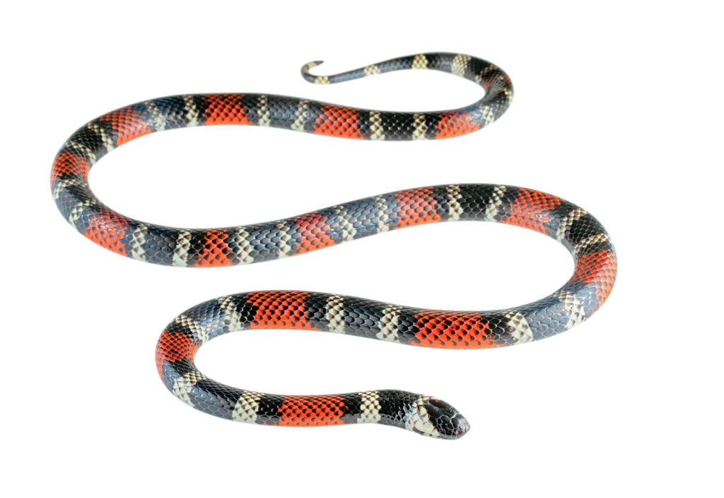 Photo of a snake with brightly colored rings that are evident on the belly, small eyes that are about the same size as the scales behind them, and no loreal scale. Black body rings are arranged in triads, although the accessory rings might be very thin.