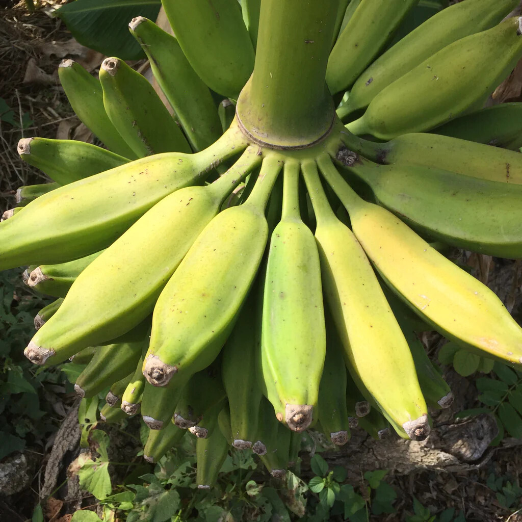 Photo of a rack of green bananas