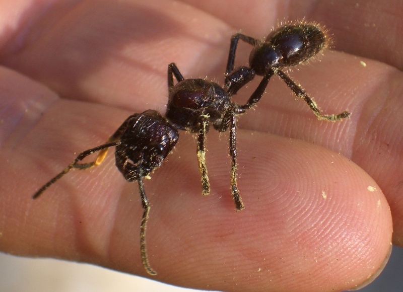 Photo of a very large ant covered in yellow pollen with large mandibles on a human hand.