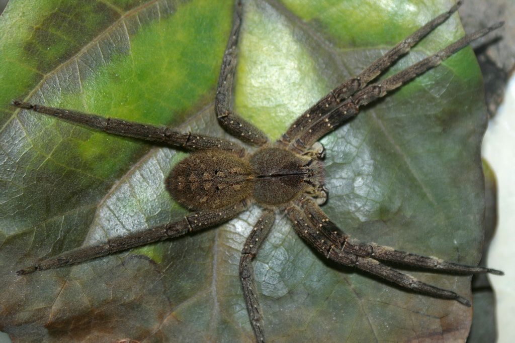 Photo of a large brown spider on a leaf