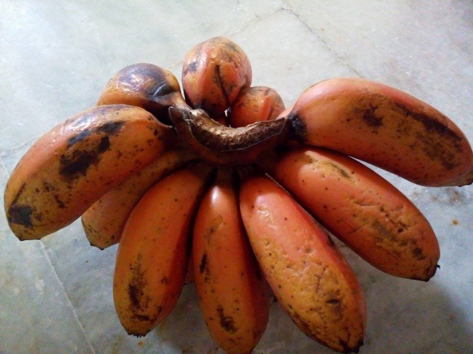 Photo of a small bunch of bananas that are red and black